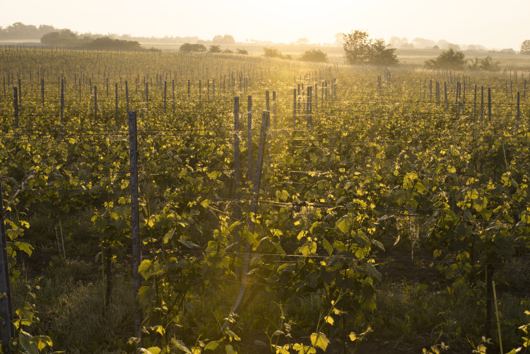 Winzervereinigung Freyburg-Unstrut