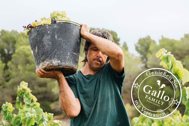 Gallo Family Vineyards
