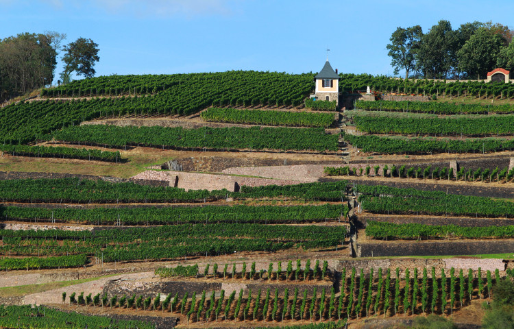 Winzergenossenschaft Meissen