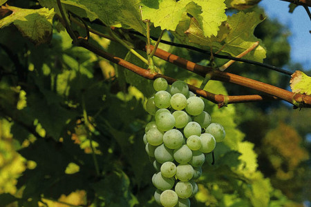 Winzergenossenschaft Meissen