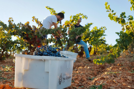 Bodegas San Alejandro