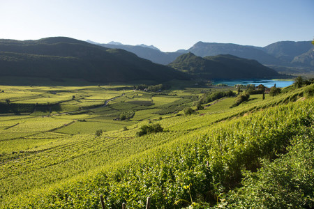 Jubiläumskellerei Kaltern