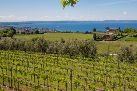 Marchese del Canneto