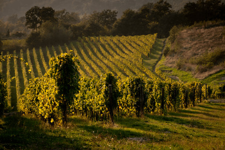 Feudi di San Gregorio