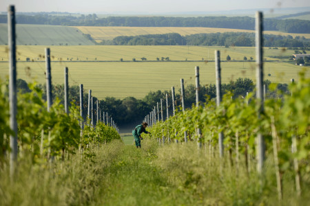 Winzervereinigung Freyburg-Unstrut