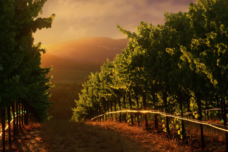 Gallo Family Vineyards