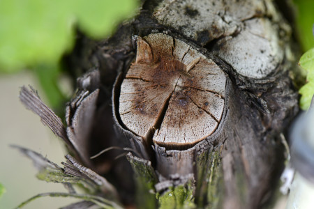 Winzervereinigung Freyburg-Unstrut