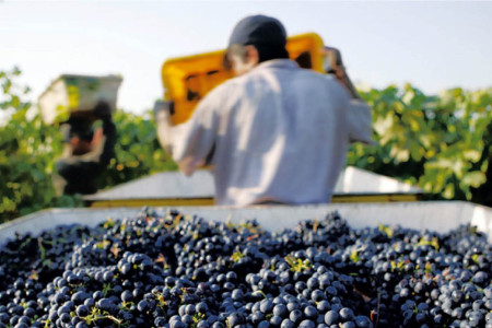 Gallo Family Vineyards