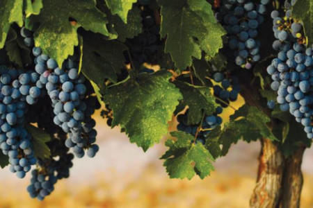 Gallo Family Vineyards