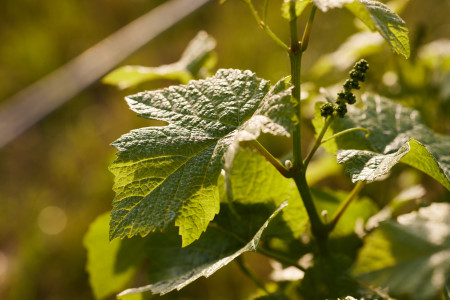 Für mich 100% Genuss