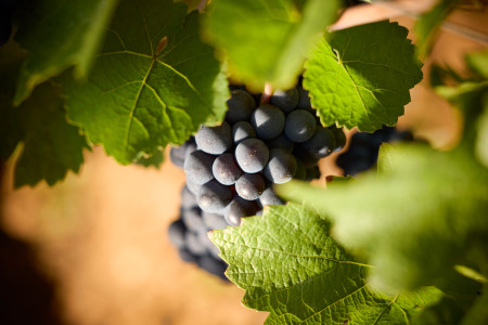 Bouchard Aîné & Fils